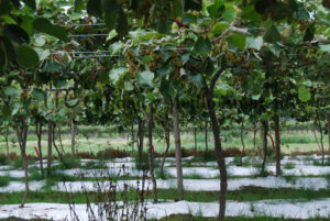 Cultivo de kiwi con Daño provocado por Pseudomonas syringae