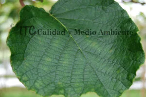 Cultivo de kiwi con Daño provocado por Pseudomonas syringae