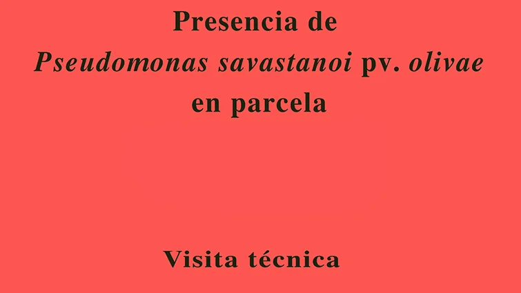 pseudomonas savastanoi web1