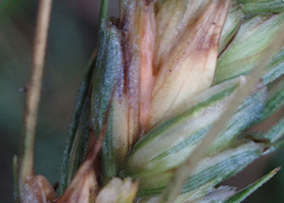 Esta enfermedad produce daños en las plántulas, hojas, vainas foliares y tallos, e inflorescencias