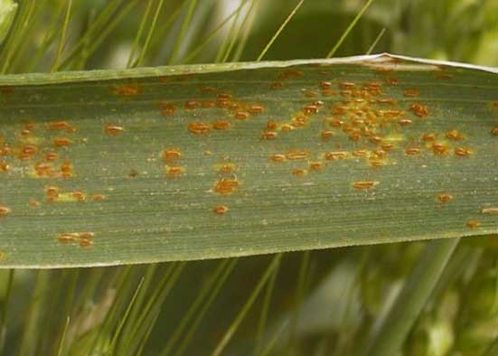 La Roya parda de la cebada o roya anaranjada de la cebada está provocada por Puccinia hordei