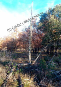 Metodología en el tratamiento contra Enfermedades vasculares: muerte de árboles de roble o quejigo (Quercus faginea) afectador por la seca (Phytophthora cinnamomi).