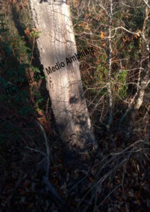 Metodología en el tratamiento contra Enfermedades vasculares: muerte de árboles de roble o quejigo (Quercus faginea) afectador por la seca (Phytophthora cinnamomi).