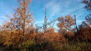 Metodología en el tratamiento contra Enfermedades vasculares: muerte de árboles de roble o quejigo (Quercus faginea) afectador por la seca (Phytophthora cinnamomi).