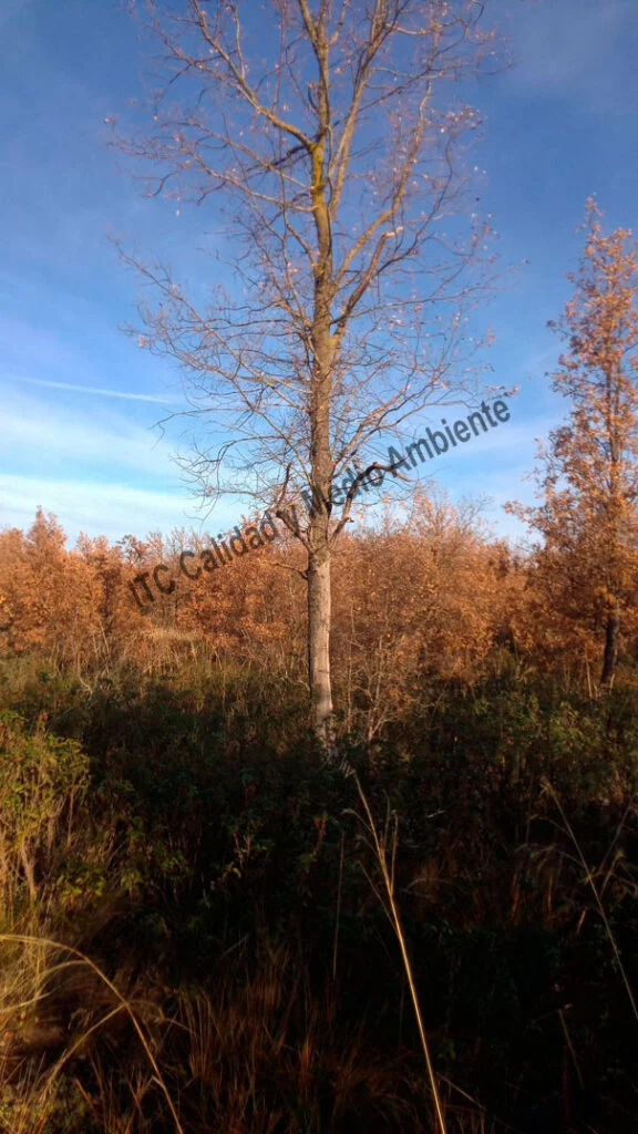 Metodología en el tratamiento contra Enfermedades vasculares: muerte de árboles de roble o quejigo (Quercus faginea) afectados por la seca (Phytophthora cinnamomi).