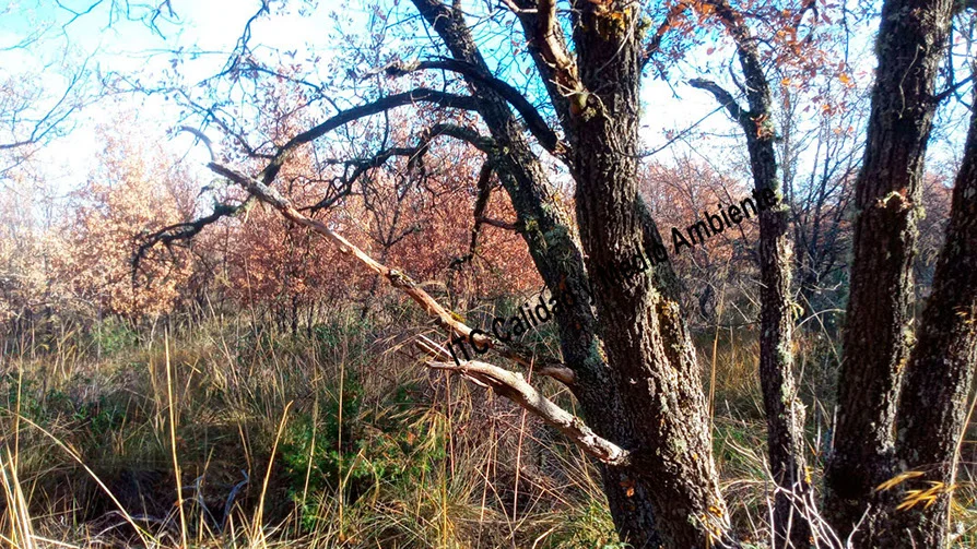 Metodología en el tratamiento contra Enfermedades vasculares: muerte de árboles de roble o quejigo (Quercus faginea) afectador por la seca (Phytophthora cinnamomi).