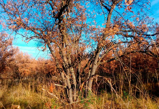 Metodología en el tratamiento contra Enfermedades vasculares: muerte de árboles de roble o quejigo (Quercus faginea) afectador por la seca (Phytophthora cinnamomi).