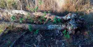 Metodología en el tratamiento contra Enfermedades vasculares: muerte de árboles de roble o quejigo (Quercus faginea) afectador por la seca (Phytophthora cinnamomi).
