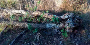 Metodología en el tratamiento contra Enfermedades vasculares: muerte de árboles de roble o quejigo (Quercus faginea) afectador por la seca (Phytophthora cinnamomi).