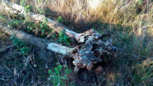 Metodología en el tratamiento contra Enfermedades vasculares: muerte de árboles de roble o quejigo (Quercus faginea) afectador por la seca (Phytophthora cinnamomi).