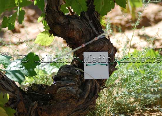 Estudio de la Curación de las Enfermedades Vasculares 7 Recuperación de viñedos viejos en parcela de vid prefiloxérica (edad superior a 100 años). Estudio del proceso de curación mediante la Determinación de ritmos de renovación del Sistema Vascular a través de la medida del engrosamiento del tronco y/o brazos a lo largo de la planta en vid con enfermedades de la madera de la vid (EMV) tratadas con esta metodología.