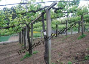 Metodología para el tratamiento contra Enfermedades de la Madera de la Vid (EMV): Parcela de vid de 24 años en parrón afectada por Armillaria y yesca en proceso de recuperación. Detalle de marcas de seguimiento de renovación de tejidos vascular del tronco.