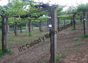 Metodología para el tratamiento contra Enfermedades de la Madera de la Vid (EMV): Parcela de vid de 24 años en parrón afectada por Armillaria y yesca en proceso de recuperación. Detalle de marcas de seguimiento de renovación de tejidos vascular del tronco.