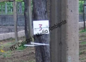 Metodología para el tratamiento contra Enfermedades de la Madera de la Vid (EMV): Parcela de vid de 24 años en parrón afectada por Armillaria y yesca en proceso de recuperación. Detalle de marcas de seguimiento de renovación de tejidos vascular del tronco.