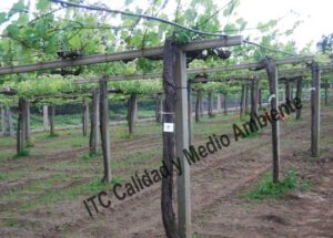 Metodología para el tratamiento contra Enfermedades de la Madera de la Vid (EMV): Parcela de vid de 24 años en parrón afectada por Armillaria y yesca en proceso de recuperación. Detalle de marcas de seguimiento de renovación de tejidos vascular del tronco.