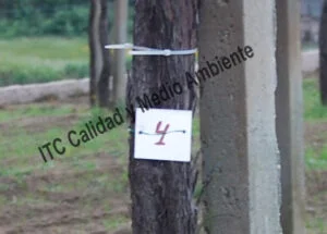 Metodología para el tratamiento contra Enfermedades de la Madera de la Vid (EMV): Parcela de vid de 24 años en parrón afectada por Armillaria y yesca en proceso de recuperación. Detalle de marcas de seguimiento de renovación de tejidos vascular del tronco.