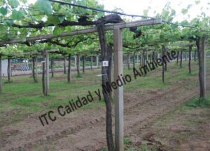 Metodología para el tratamiento contra Enfermedades de la Madera de la Vid (EMV): Parcela de vid de 24 años en parrón afectada por Armillaria y yesca en proceso de recuperación. Detalle de marcas de seguimiento de renovación de tejidos vasculares del tronco.