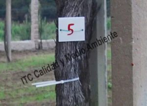 Metodología para el tratamiento contra Enfermedades de la Madera de la Vid (EMV): Parcela de vid de 24 años en parrón afectada por Armillaria y yesca en proceso de recuperación. Detalle de marcas de seguimiento de renovación de tejidos vasculares del tronco.