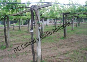 Metodología para el tratamiento contra Enfermedades de la Madera de la Vid (EMV): Parcela de vid de 24 años en parrón afectada por Armillaria y yesca en proceso de recuperación. Detalle de marcas de seguimiento de renovación de tejidos vasculares del tronco.