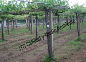 Metodología para el tratamiento contra Enfermedades de la Madera de la Vid (EMV): Parcela de vid de 24 años en parrón afectada por Armillaria y yesca en proceso de recuperación. Detalle de marcas de seguimiento de renovación de tejidos vasculares del tronco.