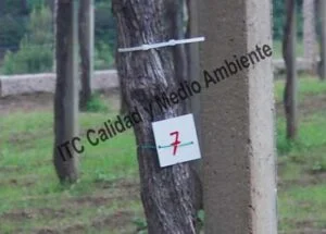 Metodología para el tratamiento contra Enfermedades de la Madera de la Vid (EMV): Parcela de vid de 24 años en parrón afectada por Armillaria y yesca en proceso de recuperación. Detalle de marcas de seguimiento de renovación de tejidos vasculares del tronco.