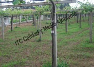 Metodología para el tratamiento contra Enfermedades de la Madera de la Vid (EMV): Parcela de vid de 24 años en parrón afectada por Armillaria y yesca en proceso de recuperación. Detalle de marcas de seguimiento de renovación de tejidos vasculares del tronco.