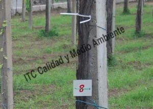 Metodología para el tratamiento contra Enfermedades de la Madera de la Vid (EMV): Parcela de vid de 24 años en parrón afectada por Armillaria y yesca en proceso de recuperación. Detalle de marcas de seguimiento de renovación de tejidos vasculares del tronco.