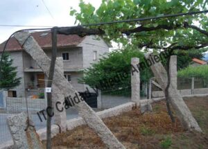 Metodología para el tratamiento contra Enfermedades de la Madera de la Vid (EMV): Parcela de vid de 24 años en parrón afectada por Armillaria y yesca en proceso de recuperación. Detalle de marcas de seguimiento de renovación de tejidos vasculares del tronco.