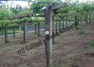 Metodología para el tratamiento contra Enfermedades de la Madera de la Vid (EMV): Parcela de vid de 24 años en parrón afectada por Armillaria y yesca en proceso de recuperación. Detalle de marcas de seguimiento de renovación de tejidos vasculares del tronco.