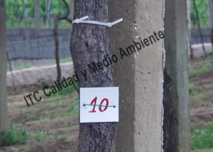 Metodología para el tratamiento contra Enfermedades de la Madera de la Vid (EMV): Parcela de vid de 24 años en parrón afectada por Armillaria y yesca en proceso de recuperación. Detalle de marcas de seguimiento de renovación de tejidos vasculares del tronco.