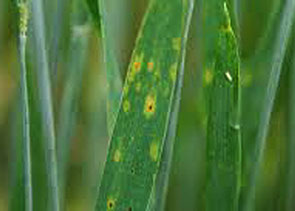 La Septoriosis o mancha de la hoja del trigo está provocada por Septoria tritici.
