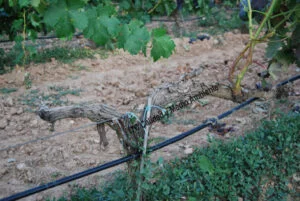 Metodología en el tratamiento contra Enfermedades de la Madera de la Vid (EMV): respuesta en planta en estado crítico que debido al tratamiento realizado se produce el engrosamiento de vasos que lleva savia hasta el final del brazo. El resultado es que los pámpanos formados son de calidad y con ellos se podría recuperar el brazo completo.
