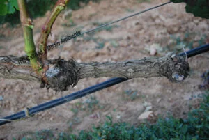 Metodología en el tratamiento contra Enfermedades de la Madera de la Vid (EMV): respuesta en planta en estado crítico que debido al tratamiento realizado se produce el engrosamiento de vasos que lleva savia hasta el final del brazo. El resultado es que los pámpanos formados son de calidad y con ellos se podría recuperar el brazo completo.