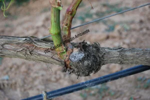 Metodología en el tratamiento contra Enfermedades de la Madera de la Vid (EMV): respuesta en planta en estado crítico que debido al tratamiento realizado se produce el engrosamiento de vasos que lleva savia hasta el final del brazo. El resultado es que los pámpanos formados son de calidad y con ellos se podría recuperar el brazo completo.