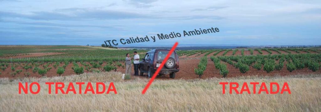 Parcela de vid afectada por yesca: Comparativa dentro de la misma propiedad entre subparcela tratada con nuestra metodología y la subparcela control
