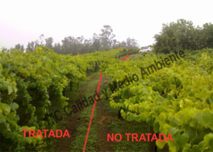 Parcela de vid afectada por Armillaria y yesca: Comparativa dentro de la misma propiedad entre subparcela tratada con nuestra metodología y la subparcela control