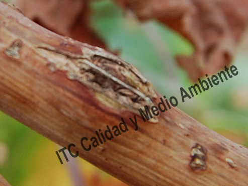 En detalle: Parcela afectada por granizo entre cuajado (estado J) y tamaño guisante (estado K) tratada con fitofortificantes.
Obsérvese que cuando llega el envero las heridas están totalmente cubiertas por una cicatriz, sin desecación del floema, con plena movilidad de savia a través de la cicatriz; tampoco hay exposición del xilema (tal y como se observaba en las no tratadas con fitofortificantes).