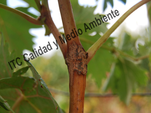 En detalle: Parcela afectada por granizo entre cuajado (estado J) y tamaño guisante (estado K) tratada con fitofortificantes.
Obsérvese que cuando llega el envero las heridas están totalmente cubiertas por una cicatriz, sin desecación del floema, con plena movilidad de savia a través de la cicatriz; tampoco hay exposición del xilema (tal y como se observaba en las no tratadas con fitofortificantes).