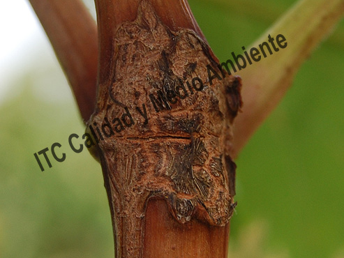 En detalle: Parcela afectada por granizo entre cuajado (estado J) y tamaño guisante (estado K) tratada con fitofortificantes.
Obsérvese este entrenudo. Debido a la trayectoria del granizo, en la parte inferior se presenta un engrosamiento de los vasos provocado por el efecto de los enzimas utilizados en la primera aplicación de fitofortificantes. A partir de este engrosamiento se crea la cicatriz (y con ella los nuevos vasos que mueven savia) que a su vez nutre a los siguientes vasos inmediatamente superiores. Así hasta la reconexión completa.