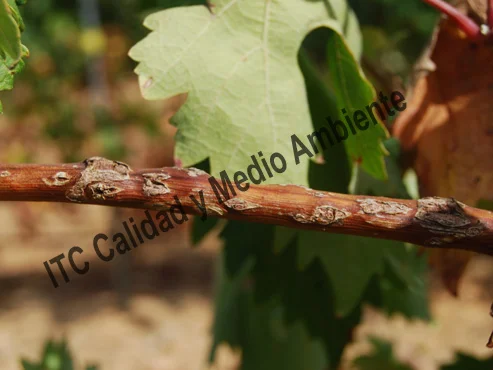 Parcela afectada por granizo entre cuajado (estado J) y tamaño guisante (estado K) tratada con esta metodología. Obsérvese que cuando llega el envero las heridas están totalmente cubiertas por una cicatriz, sin desecación del floema; tampoco hay exposición del xilema (tal y como se observaba en las no tratadas con este método). Destacar el correcto enverado del sarmiento pese a la grave intensidad del daño. La regeneración de unas heridas permite el curado de las contiguas.