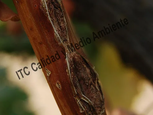 En detalle: Parcela afectada por granizo entre cuajado (estado J) y tamaño guisante (estado K) tratada con esta metodología. Obsérvese que cuando llega el envero las heridas están totalmente cubiertas por una cicatriz, sin desecación del floema; tampoco hay exposición del xilema (tal y como se observaba en las no tratadas con este método). Destacar el correcto enverado del sarmiento pese a la grave intensidad del daño. La regeneración de unas heridas permite el curado de la contigua.