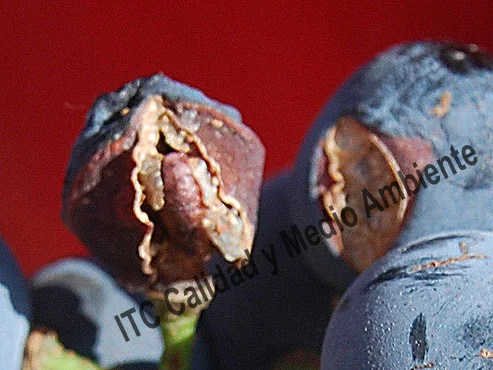 ﷯
En detalle: Parcela afectada por granizo entre cuajado (estado J) y tamaño guisante (estado K) tratada con fitofortificantes.
Obsérvese que sobre el racimo, tras 83 días de la aplicación de estos fitofortificantes (vendimia, estado N), aquellos granos dañados leve o moderadamente (derecha) están cicatrizados, mientras que aquellas bayas gravemente dañadas se secaron completamente, inclusive desapareciendo la pulpa y perdiendo la piel (izquierda).
Aquellas bayas con cicatriz no supuran en ningún momento hasta su recolección.
Tampoco se observan reventados de la baya provocados por la sobrehidratación.