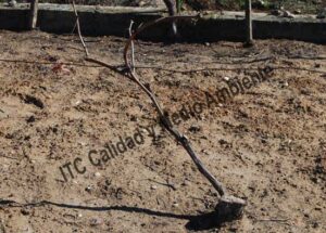 Metodología en el tratamiento para la Transformación de Vaso a Espaldera: Obsérvese el problema generado por no respetar el cono de desecación.