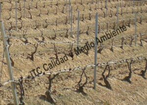 Metodología en el tratamiento para la Transformación de Vaso a Espaldera: Obsérvese el engrosamiento generalizado en el injerto de parcela de vid el y problema generado por no respetar el cono de desecación.