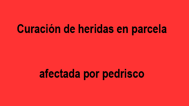 ¿Cómo actúa el tratamiento con esta metodología sobre la planta? cicatrizado perfecto de las heridas a nivel interno y total renovación del sistema vascular dañado.