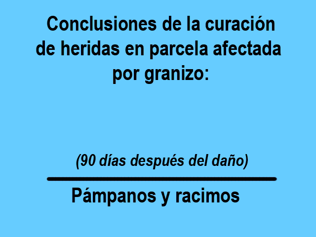 Observaciones realizadas 90 días después de la granizada. 88 días depués de la aplicación.