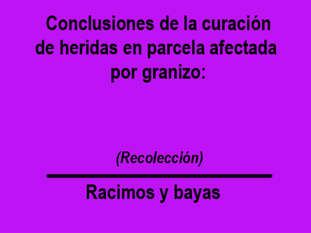 Observaciones realizadas 100 días después de la granizada. 2 días antes de la vendimia.