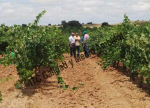 ITC Calidad y Medio Ambiente en fitofortificantes.net: el saber hacer de la experiencia. Acercando la ciencia a los maestros del campo.