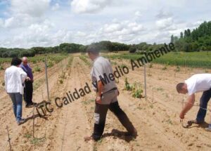 ITC Calidad y Medio Ambiente en fitofortificantes.net: el saber hacer de la experiencia.