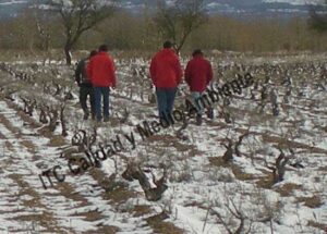 ITC Calidad y Medio Ambiente en fitofortificantes.net: el saber hacer de la experiencia. Acercando la ciencia a los maestros del campo.